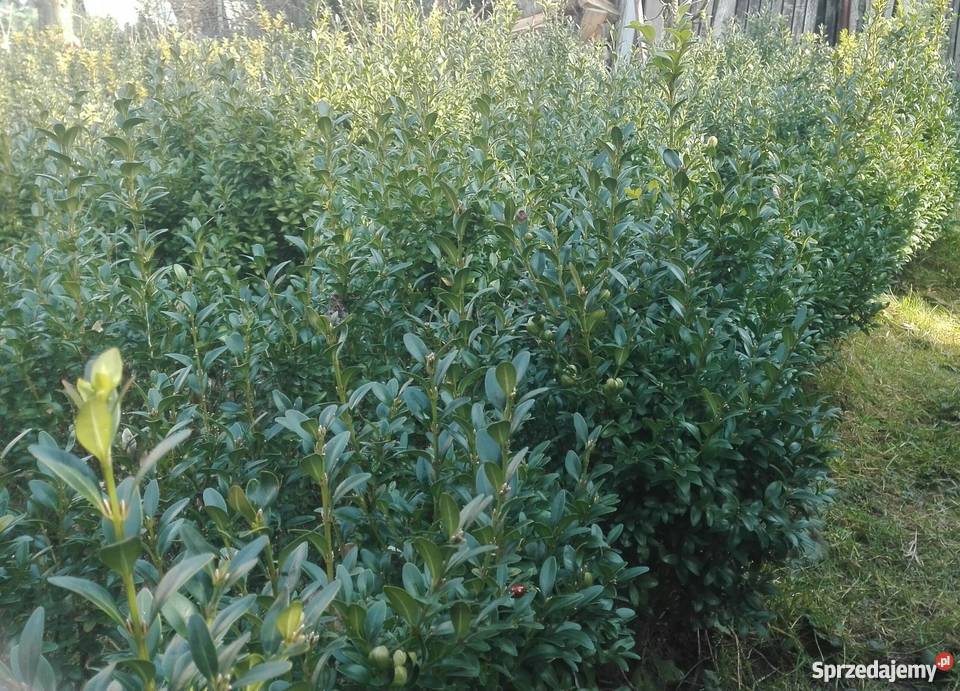 Bukszpan sadzonki Stalowa Wola