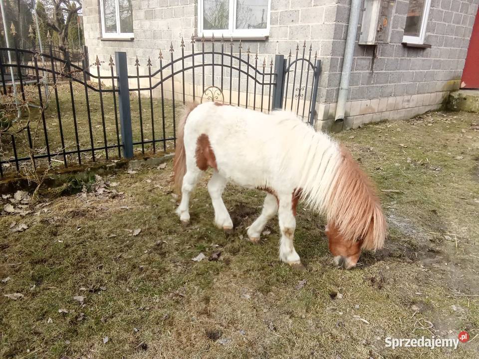 Ogierek kucyk świętokrzyskie Pińczów