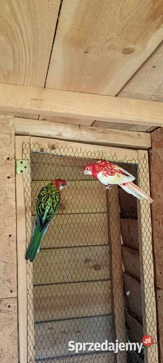 Rozella bialolica Para Lęgowa mazowieckie Maryno sprzedam