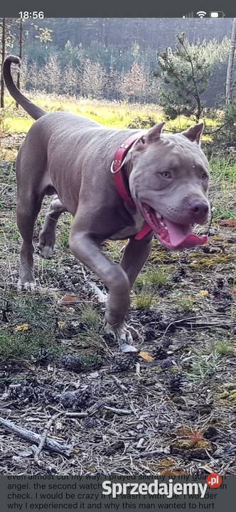 Geisha American pit bull Terrier opolskie Opole