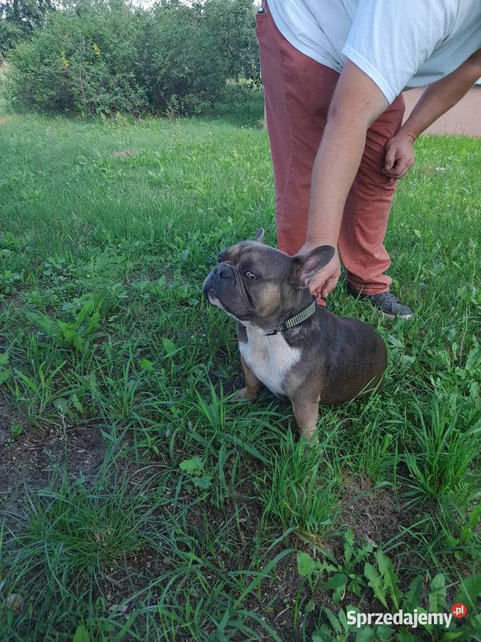 Buldog Francuski pies mazowieckie Zwoleń