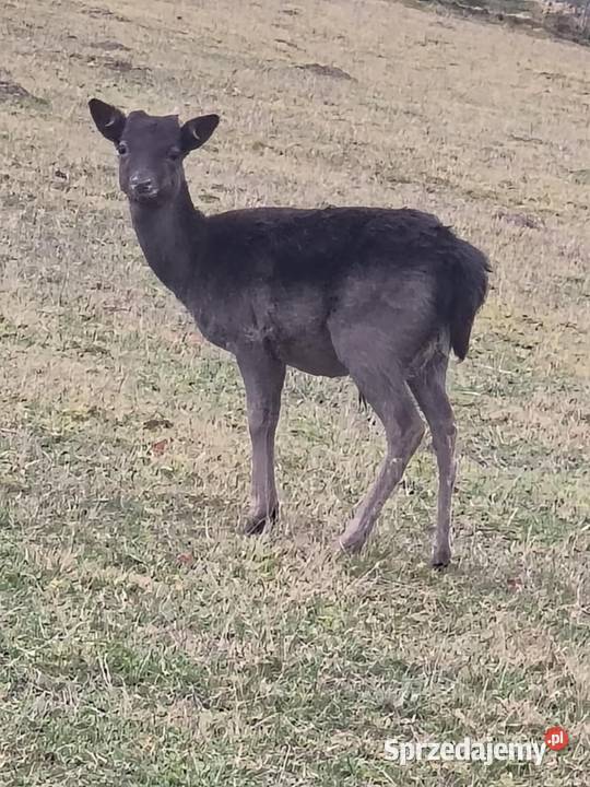 Szprzedam Daniele Zwierzęta Jabłonka