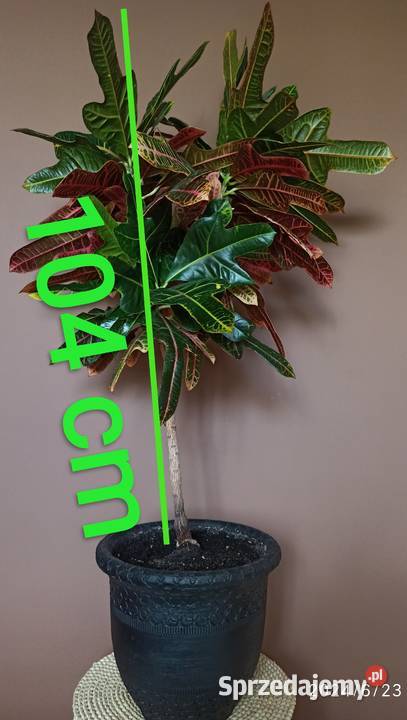 Kroton Pstry 130 Radzyń Podlaski sprzedam