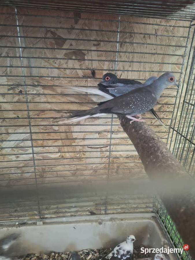 Papugi różnych gatunków Jaworowa