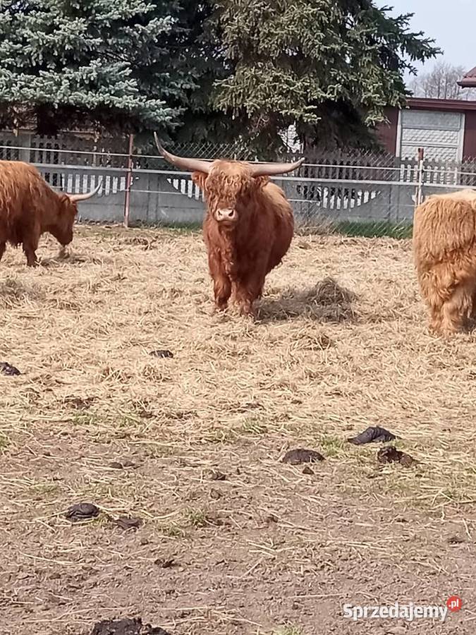 Bydło szkockie rasa Highland Bydło Słubice