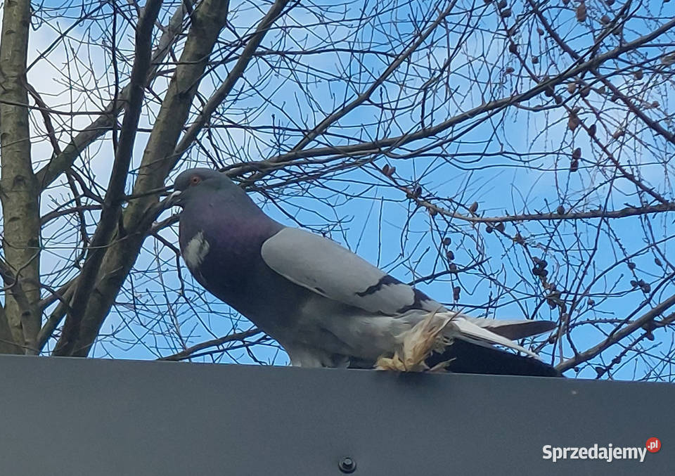 Garłacz pomorski para parzysta gołębie Iwonicz