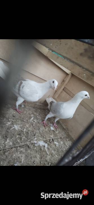 Gołębie śląskie tarczowe Lubraniec