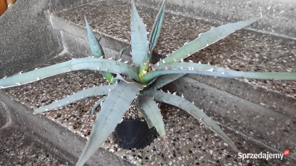 Unikatowa agawa kolekcjonerska agave Pozostałe Kraków