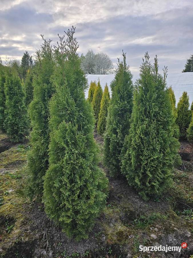 Szmaragd Tuje Thuje Tuja Krzewy Thuja Kraków