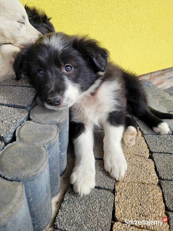 Border collie szczeniaki Łubnice