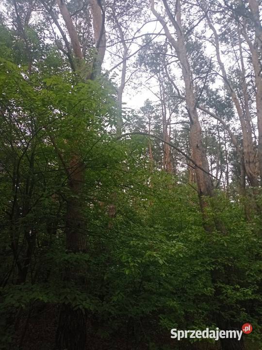 Las sosnowy Łuszczów Lublin