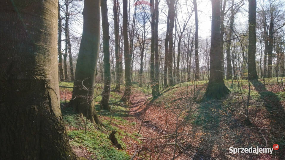 11 ha drodze S6S11 20 min do Kołobrz Miłogoszcz
