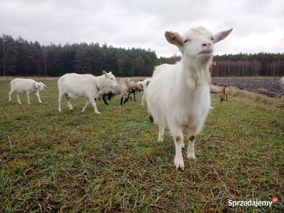 Kozie mleko z WŁASNEGO gospodarstwa Mleko Wielkie Gacno