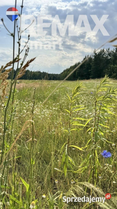 działka budowlana w otoczeniu lasu mazowieckie