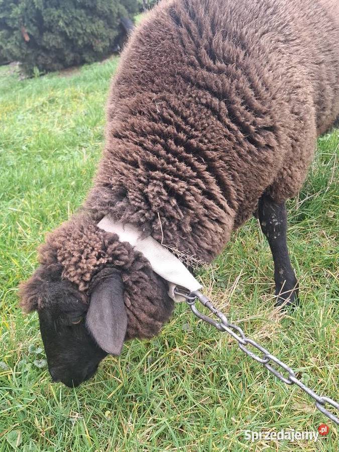 Owca baran sprzedam Żory