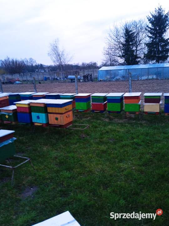 Sprzedam rodziny pszczele