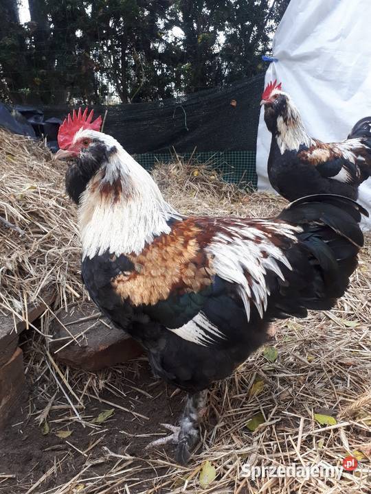Koguty fawerola łososiowa czubatka wielbłądzia Drób i ptactwo Ostropole