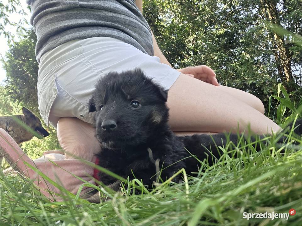 Przepiękne szczeniaki rasy Owczarek Niemiecki Niemodlin sprzedam
