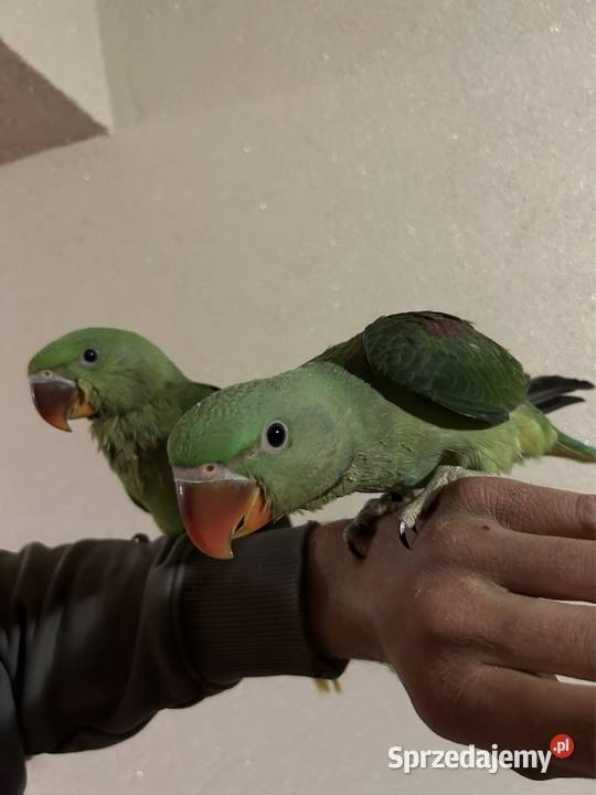 Aleksandretta Większa Aleksandretty Wielkie Sławków