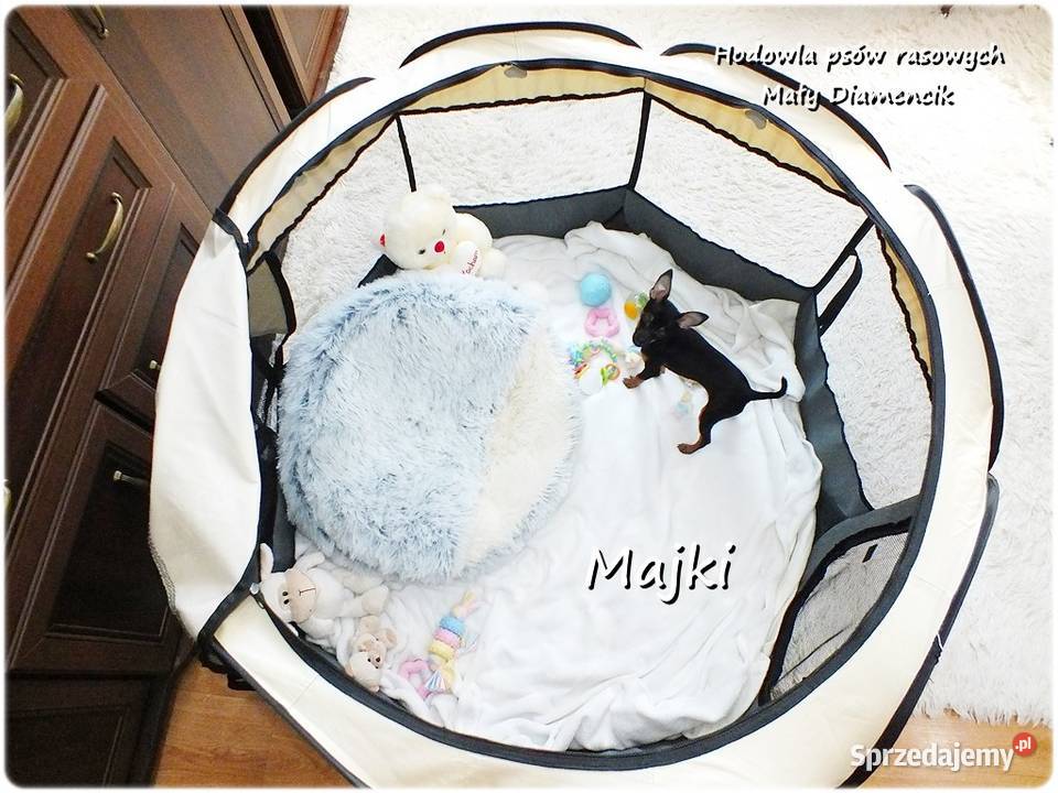 Malutki Piesek MAJKI Pinczer miniaturowy Pozostałe Żary