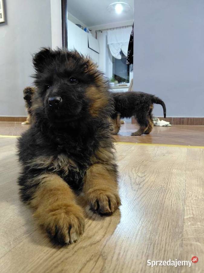 Szczenięta Owczarek Niemiecki Długowłosy Owczarek Grzęby