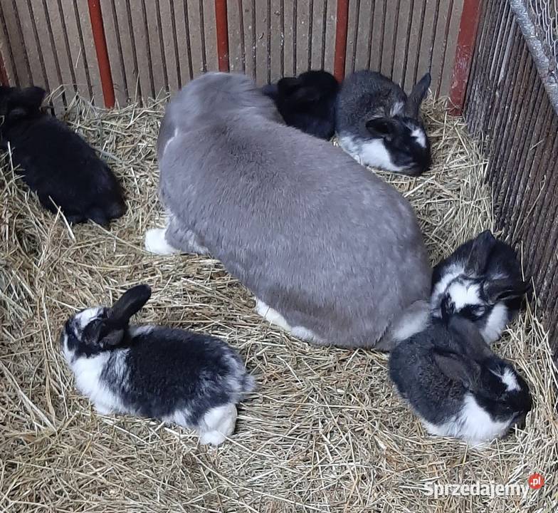 Samica baran francuski z młodymi