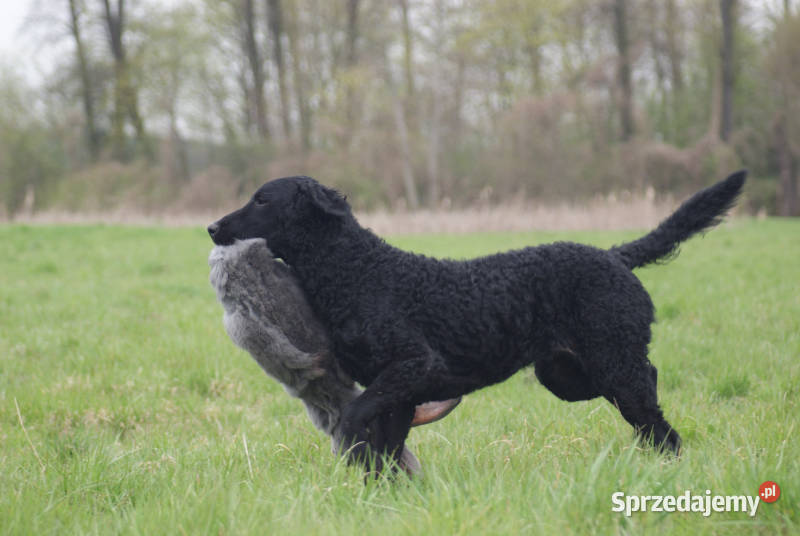 curly coated retriever czarne szczenięta ZKwPFCI lubelskie Lublin