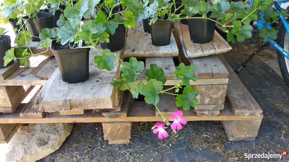 Sadzonki Pelargonia Nowe odmiany Kraków