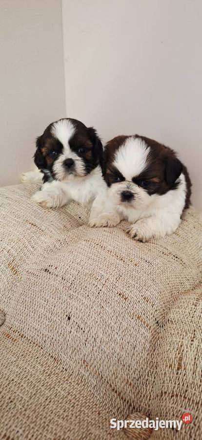 Shih Tzu szczeniaczki Przysucha