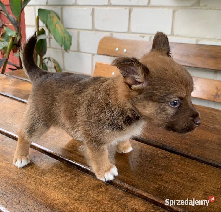 Piesek tata chihuahua mama york Leoncin