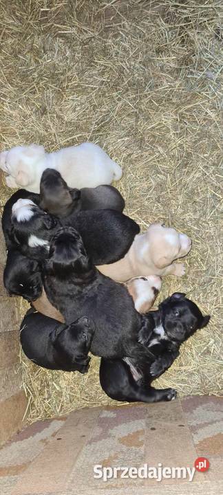 szczeniaki Poniatowa
