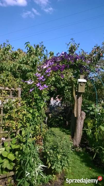 ogród działkowy ROD Szczecin Wyspa Pucka Dom i Ogród