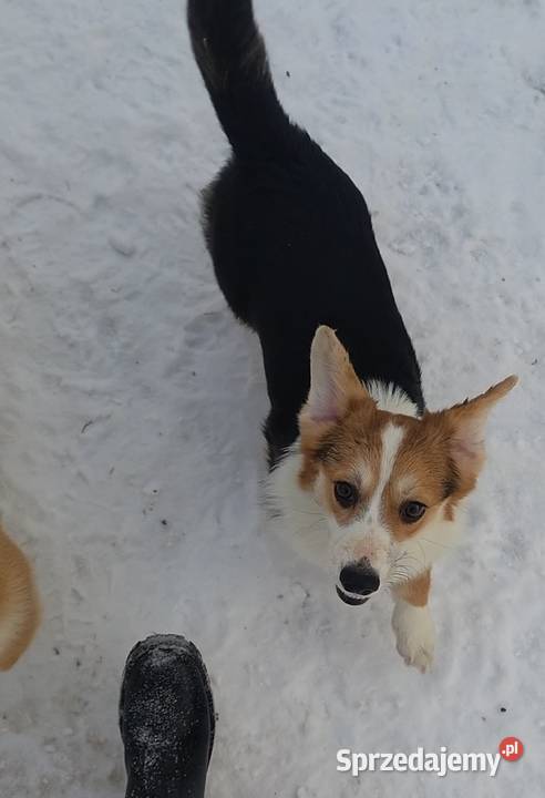 Welsh Corgi Pembroke FCI