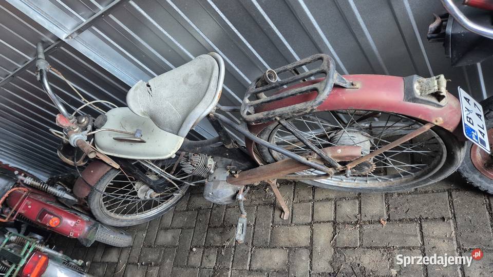 Komar sztywniak zarejestrowany Hryniewicze