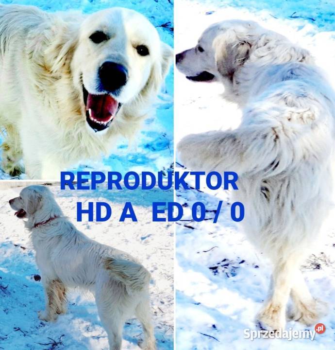 Camelot piękny samiec Golden Retriever PASZPORT