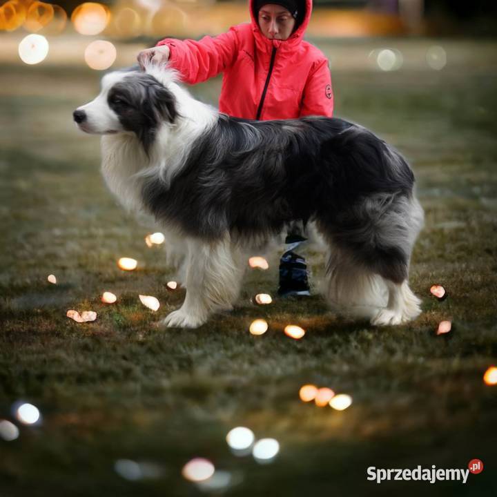 Border Collie FCI do odbioru lekarza weterynarii Dębica