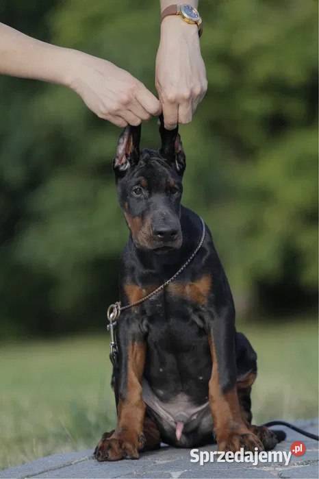 Wspaniałe szczenięta rasy doberman