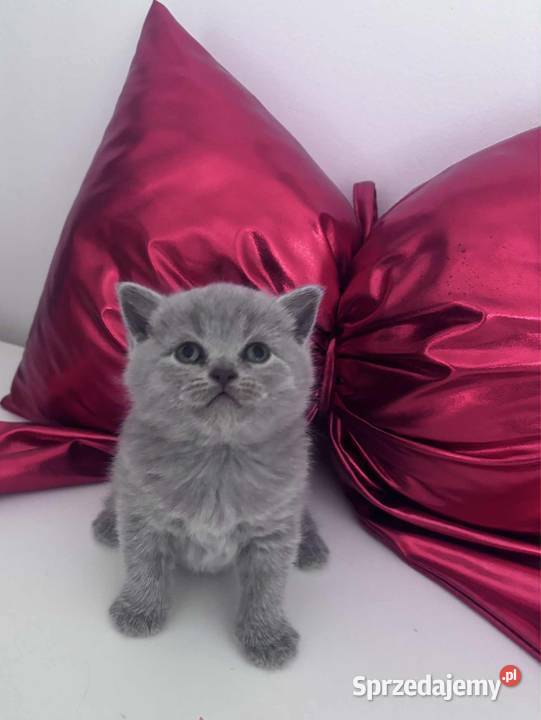 Kot brytyjski Lublin