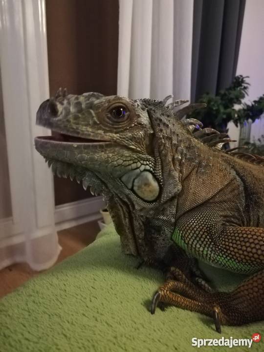 Legwan zielony Oława