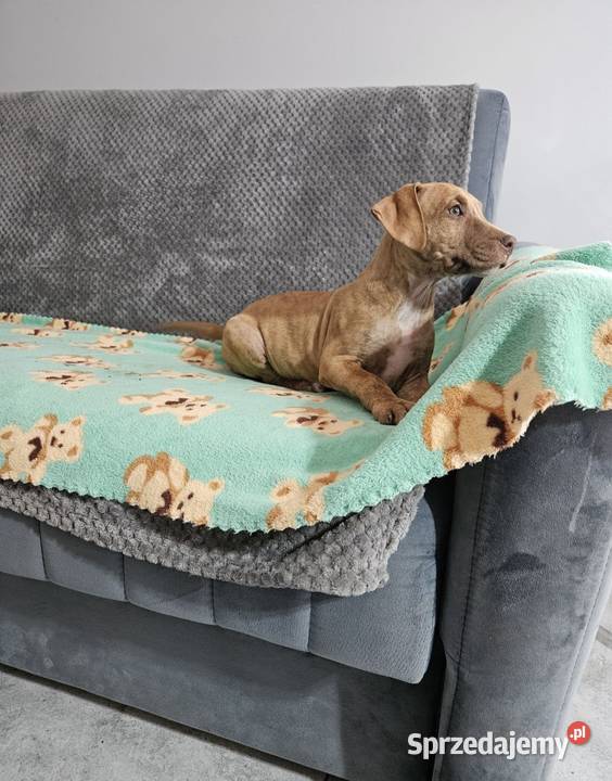 Suczka Pit Bull Terrier Płońsk sprzedam
