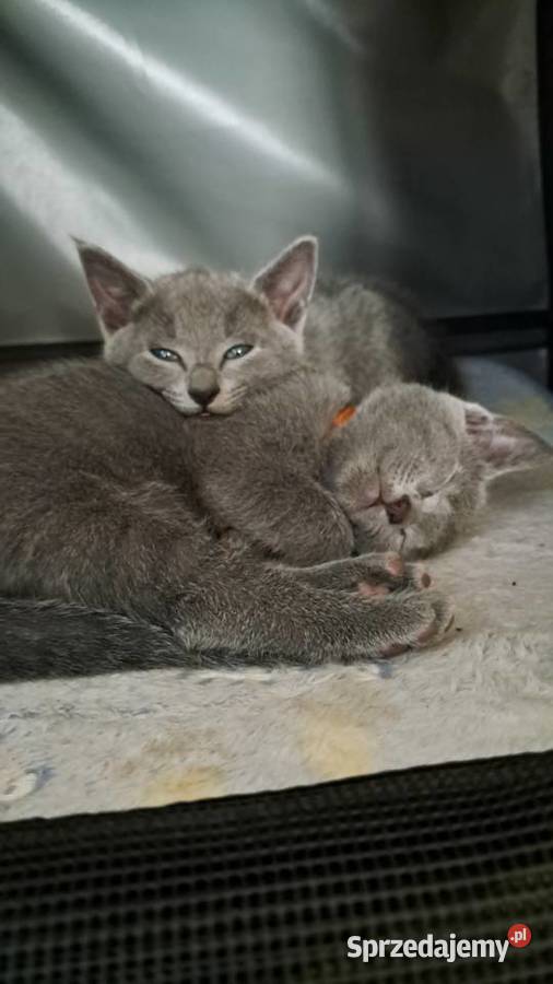 Kocurek Rosyjski Niebieski Jaczów