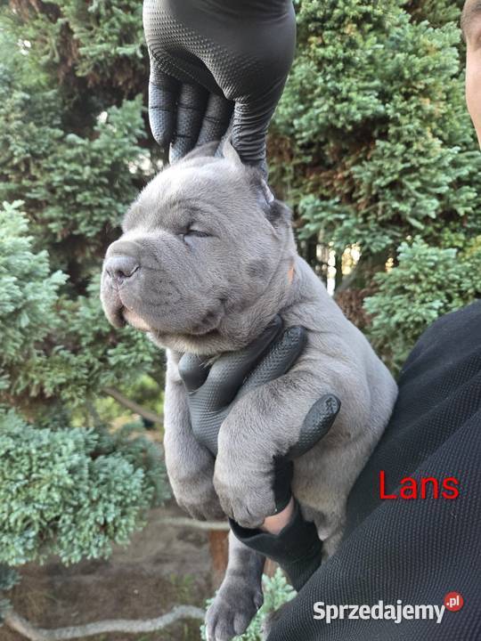 Cane corso American Bandog Tuczna
