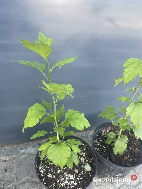 Hibiskus Spławie
