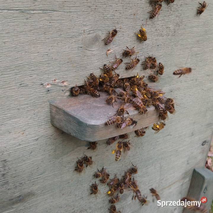 Pszczoły zapylanie rzepaku facelii nostrzyku