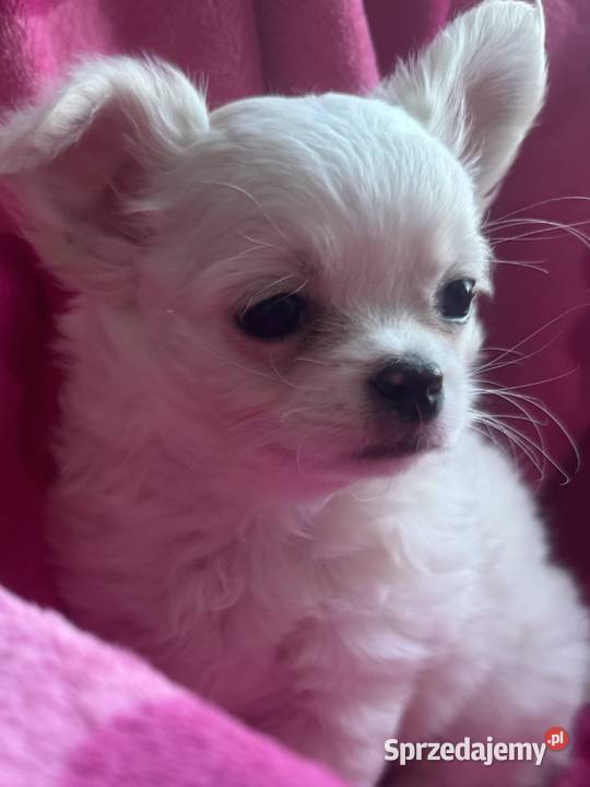 Chihuahua długowłosy z doskonałym rodowodem Chihuahua Białystok sprzedam
