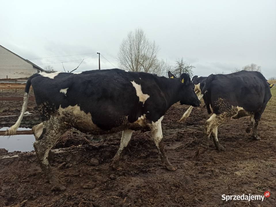 Jałówka wysokocielna Zambrów