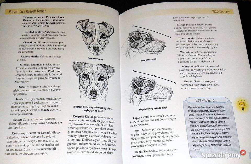 Jack Parson Russell Terrier Christina Pettersall Chełm