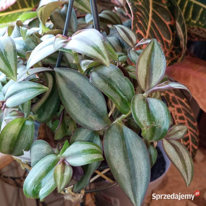 Szczepki trzykrotki Głogów