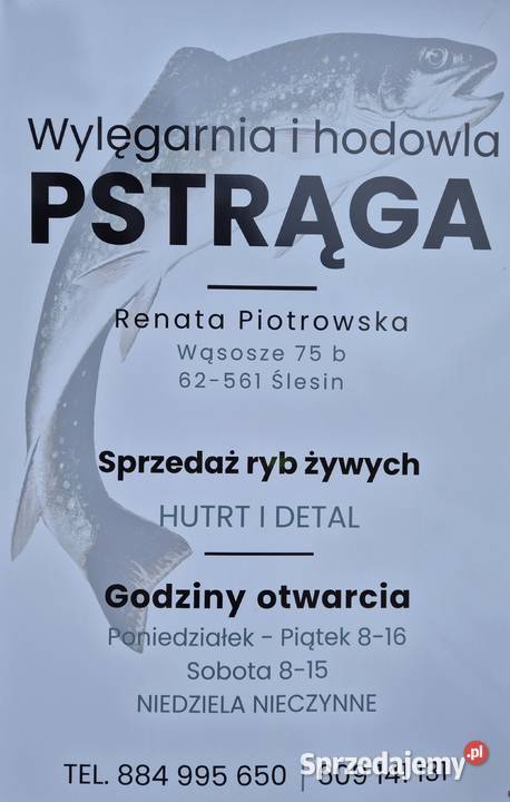 Pstrag tęczowy Ryby Wąsosze