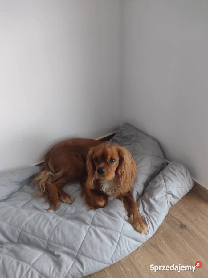Cavalier King Charles Spaniel samiec Wejherowo sprzedam